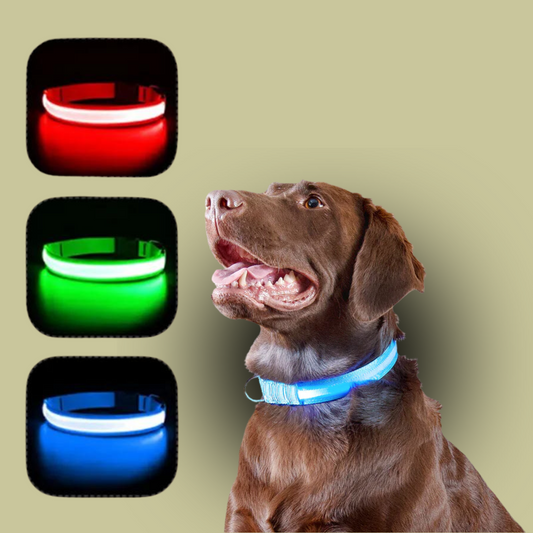 Świecąca obroża LED dla psa